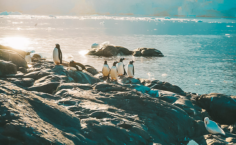 pinguinera en la antartida